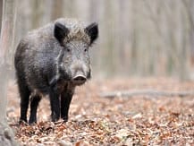 里山の抱える問題